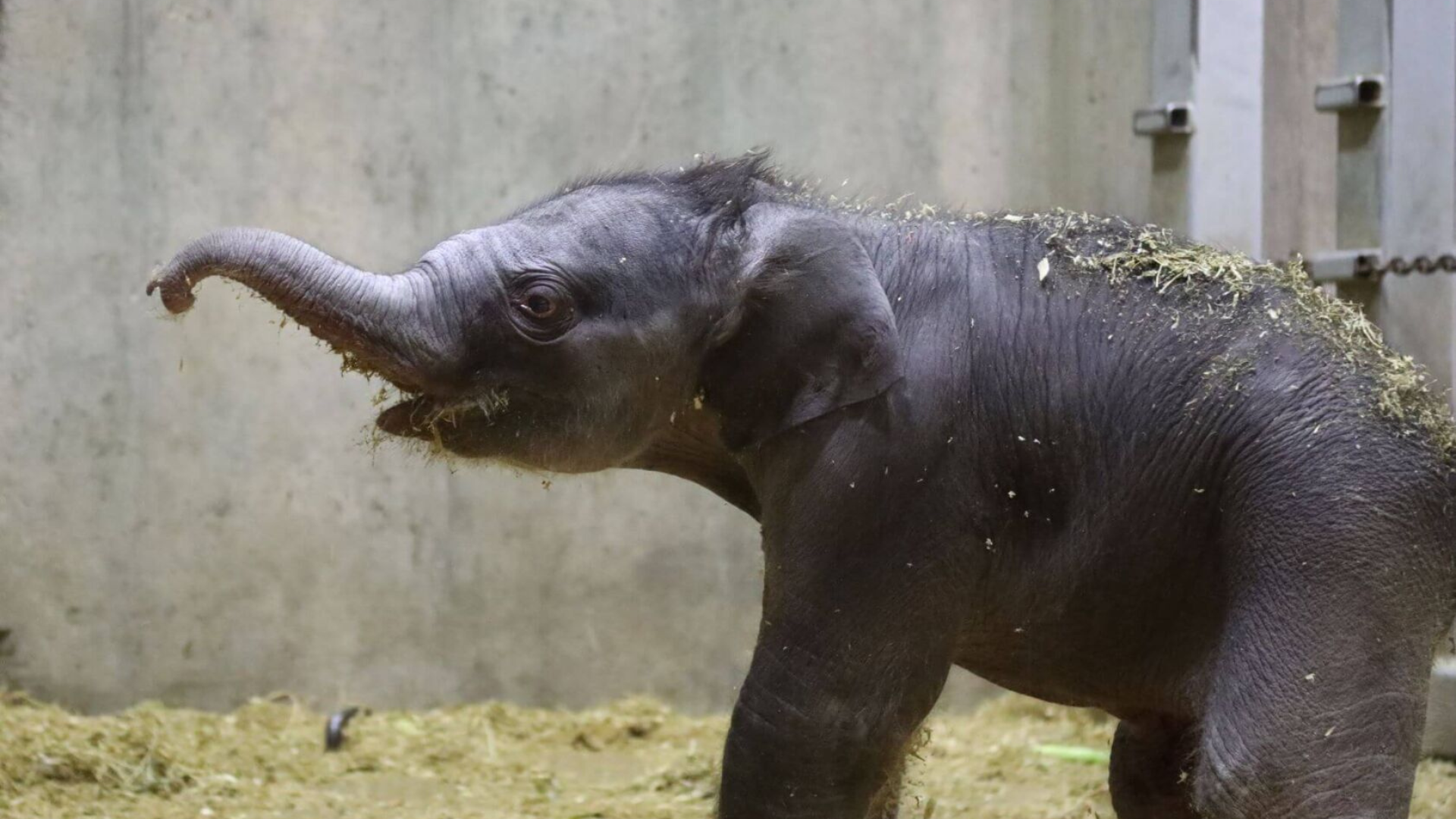 Endangered Asian elephant born at St. Louis Zoo